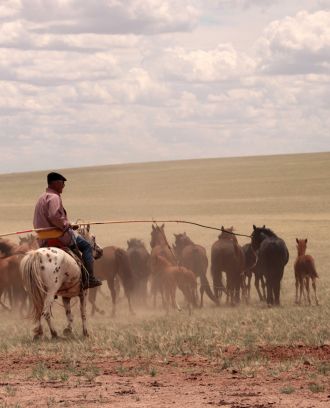 Horse herder catching horses in the steppes of Inner Mongolia, China. July 2019.