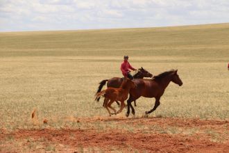 Horses running in the steppes of Inner Mongolia, China. July 2019 