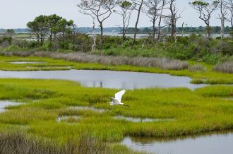 Salt marsh mangrove on Assateague Island, USA