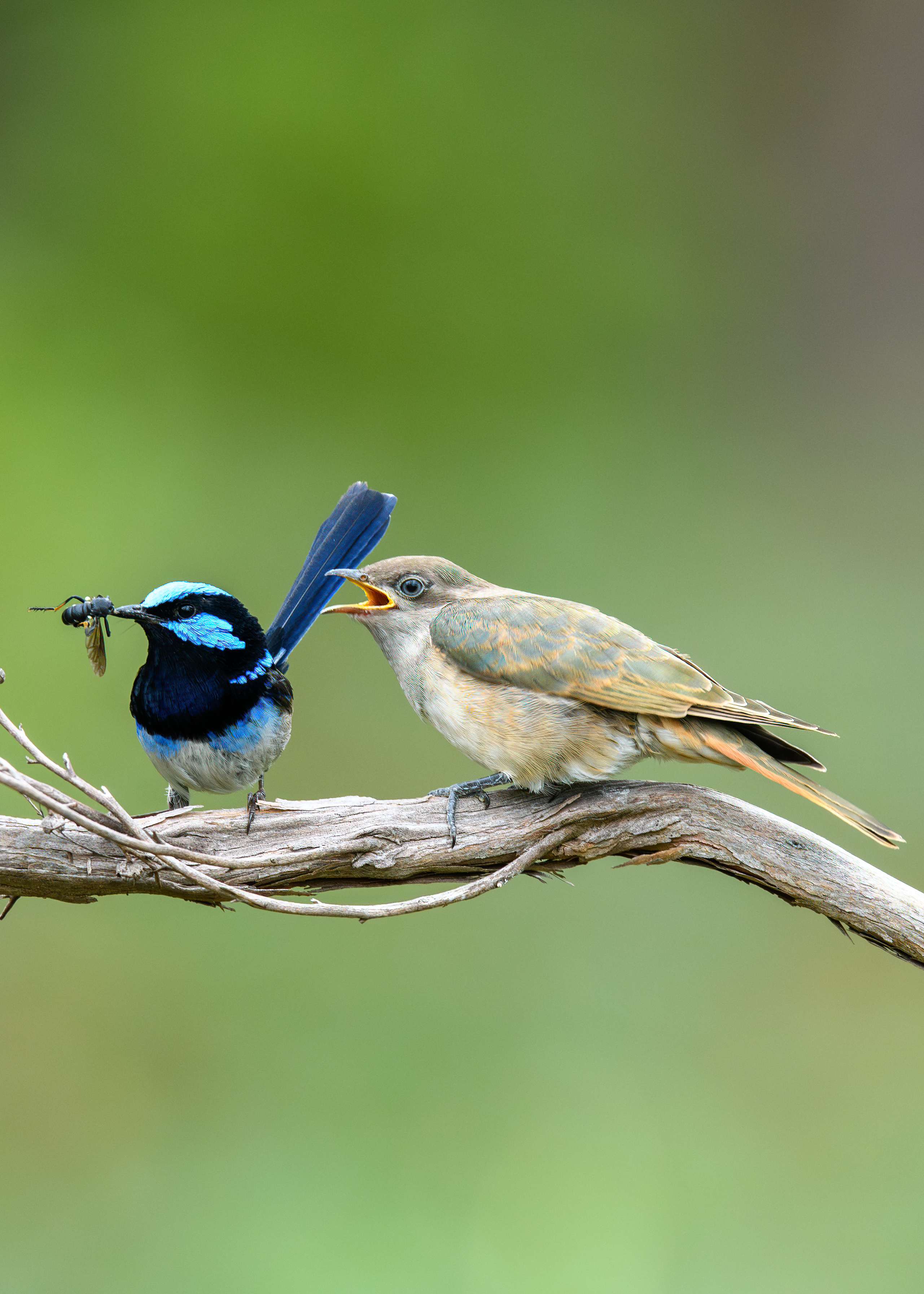 A male superb fairy-wren bringing food to a Horsfield’s bronze-cuckoo fledgling. Photo: Mark Lethlean.   
