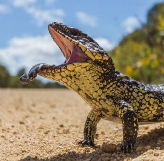 Sleepy lizard 