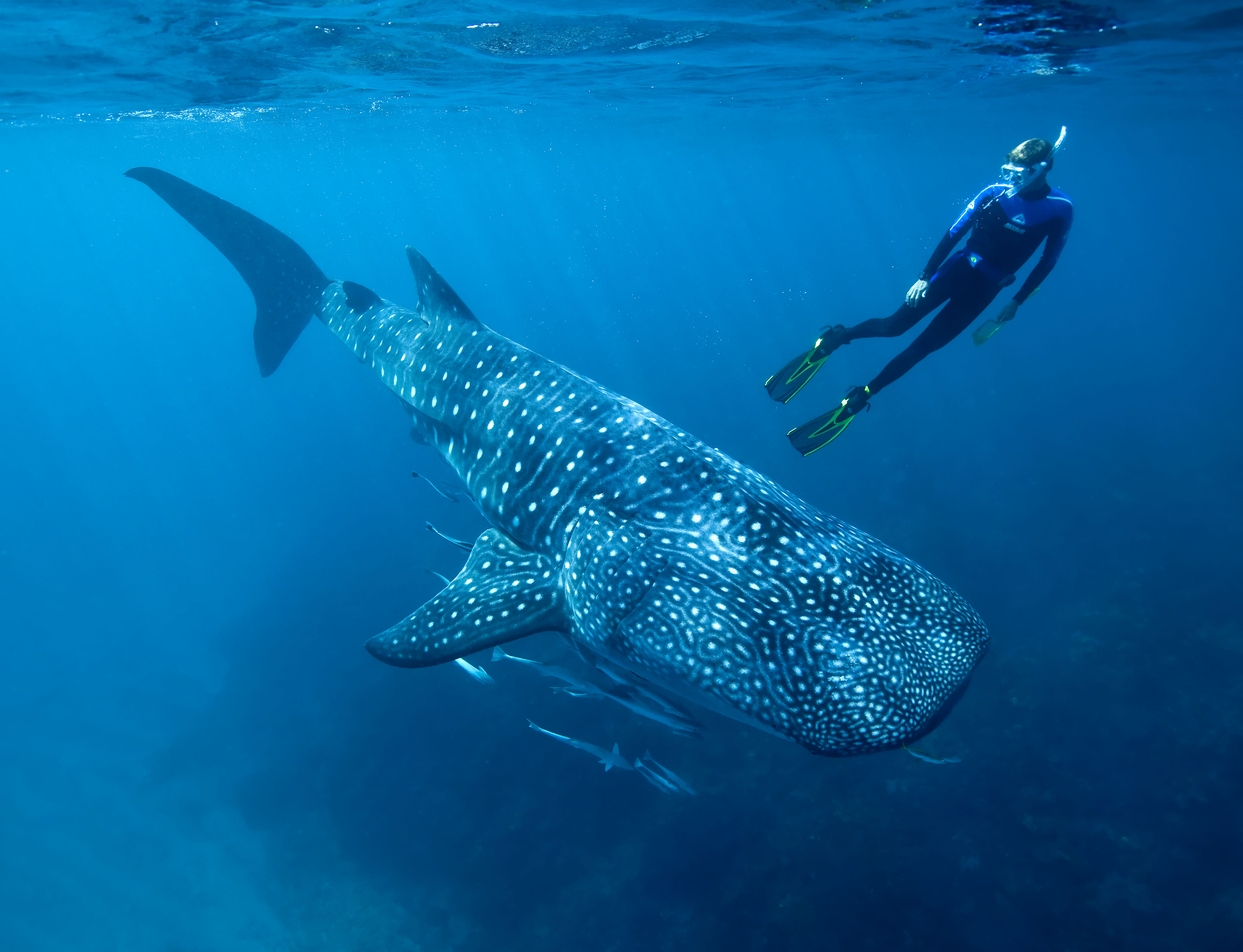 AIMS researcher Mark Meekan swimming with a whale shark. (Horizontal) Credit: Wayne Osborn