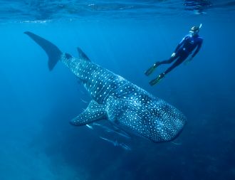 Mark Meekan swimming with a whale shark