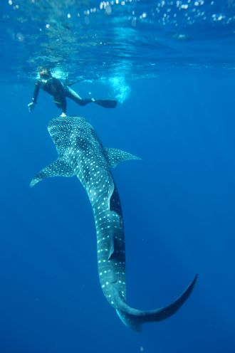 Mark Meekan swimming with a whale shark