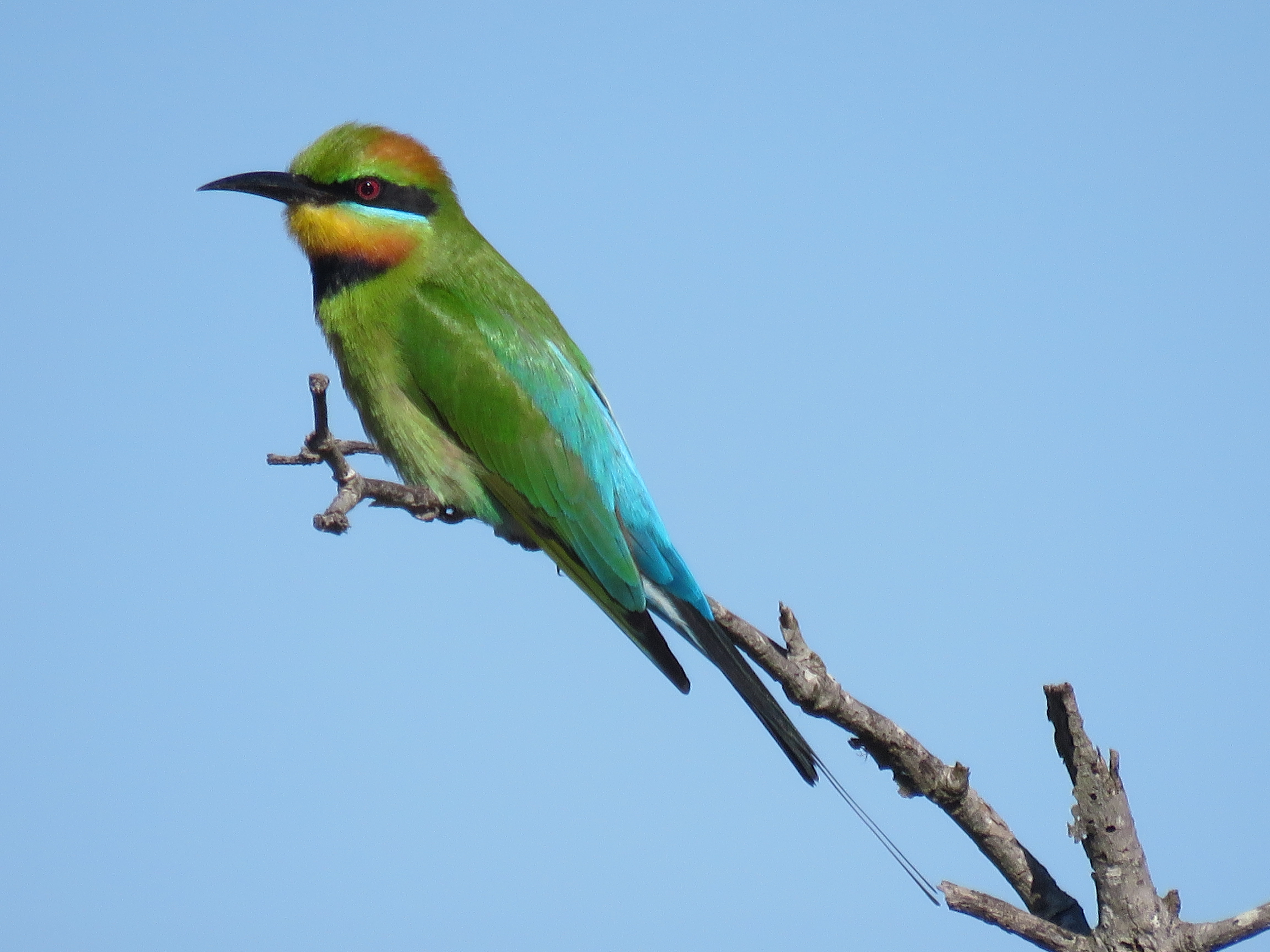 Rainbow Bee Eater (Merops_ornatus). Credit: Felipe Suarez-Castro