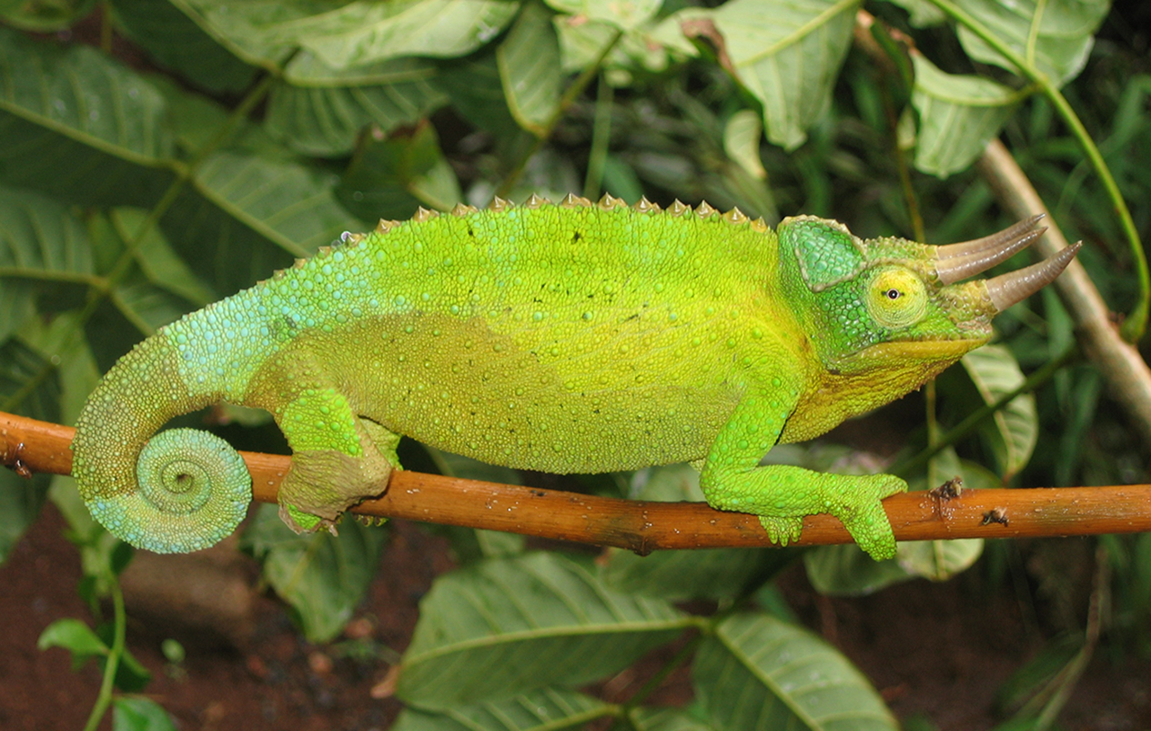 A male Jackson’s chameleon from Kenya. This male is using its display color, signalling its dominance to rival males or quality to a female. Photo by Martin J. Whiting.