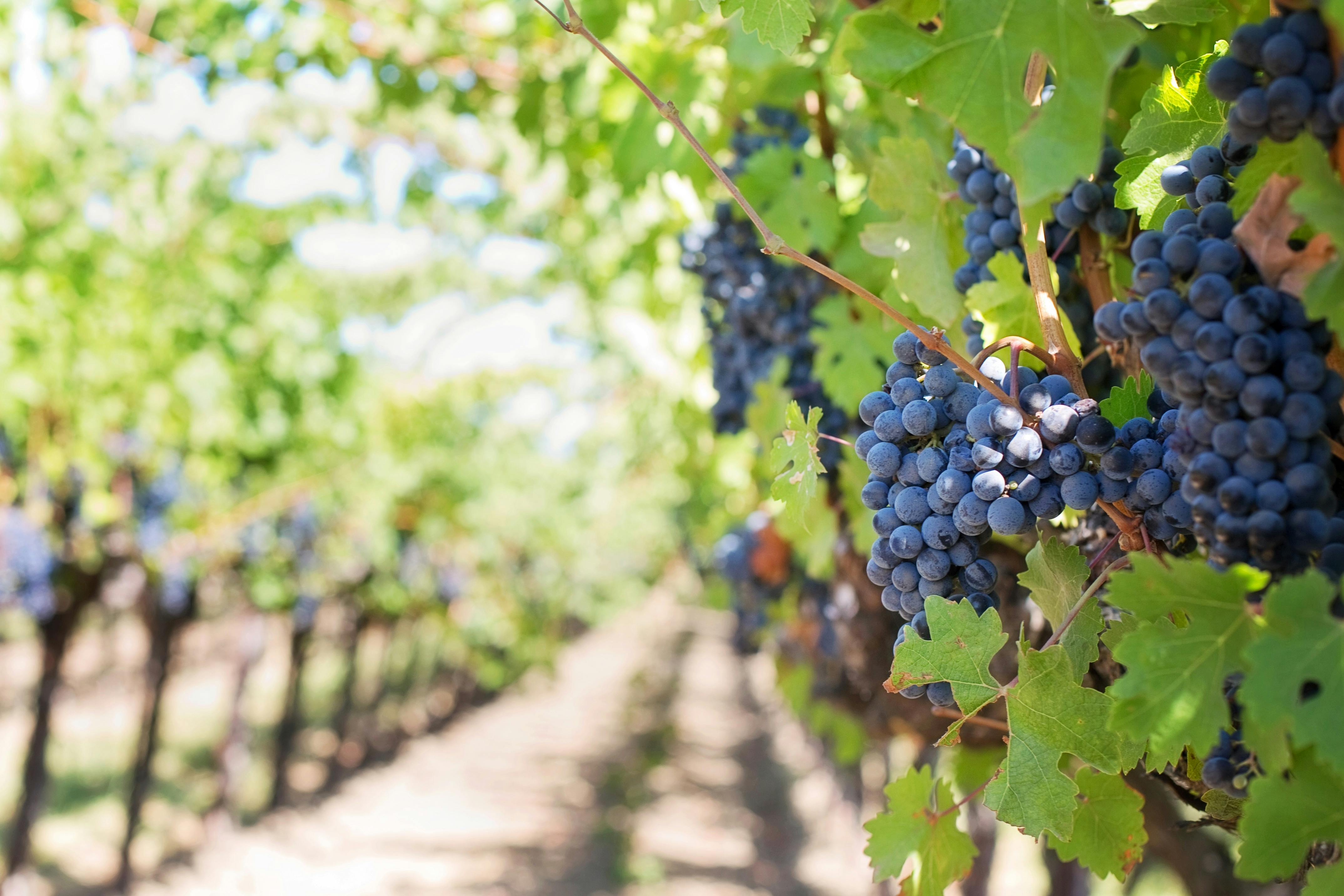 Photo by Jill Wellington: https://www.pexels.com/photo/grapes-on-vineyard-during-daytime-39351/