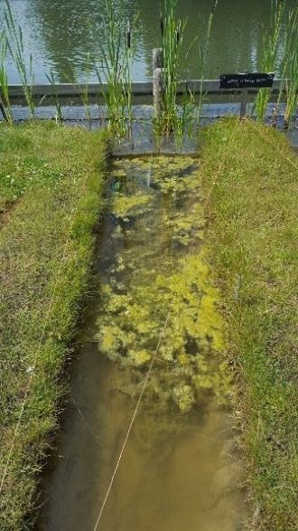 Experimental ditch covered by floating algal beds after exposure to thiacloprid