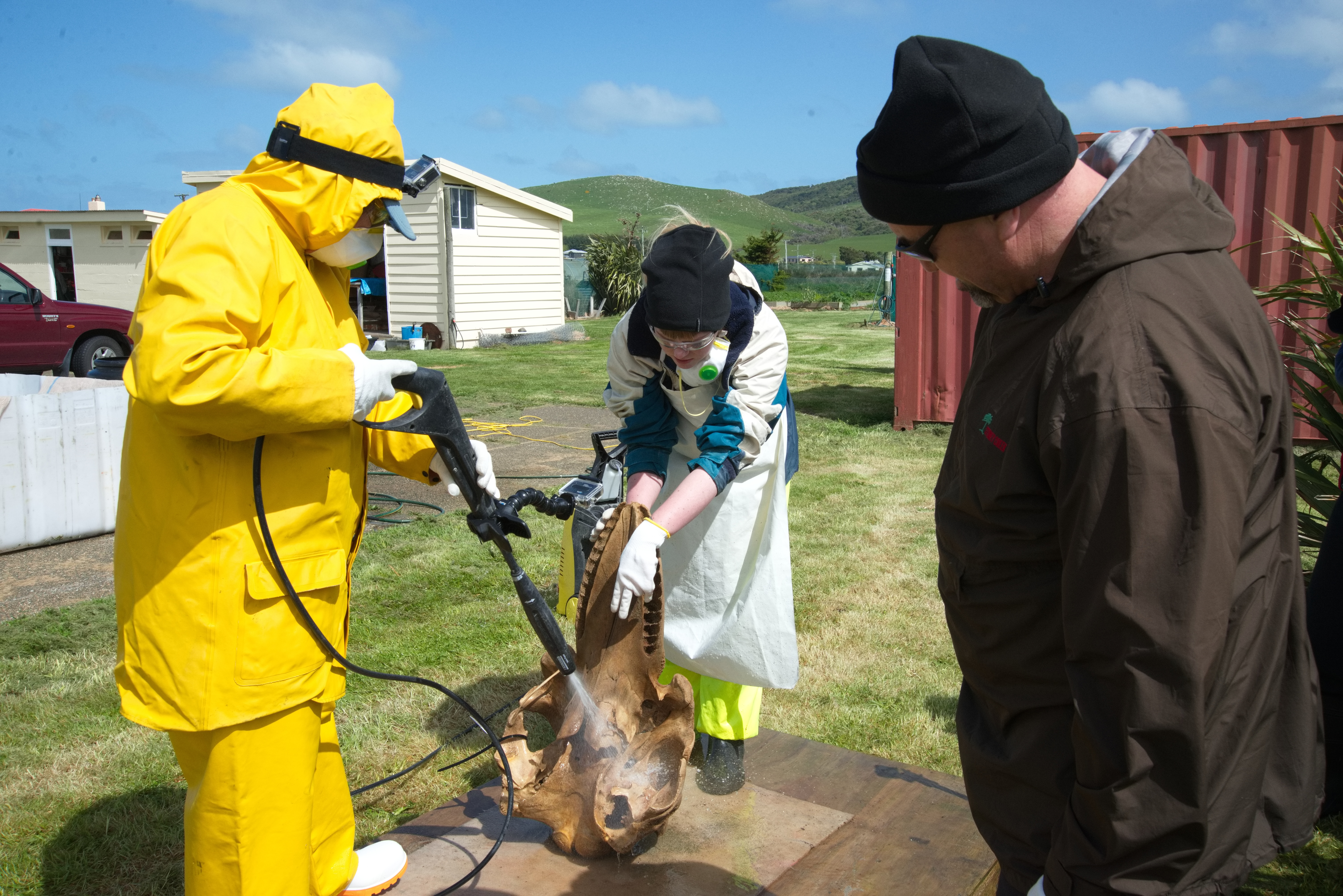  Ramari Oliphant-Stewart, Sophie White and Joe Wakefield cleaning orca skull – Photo: Ingrid Visser 