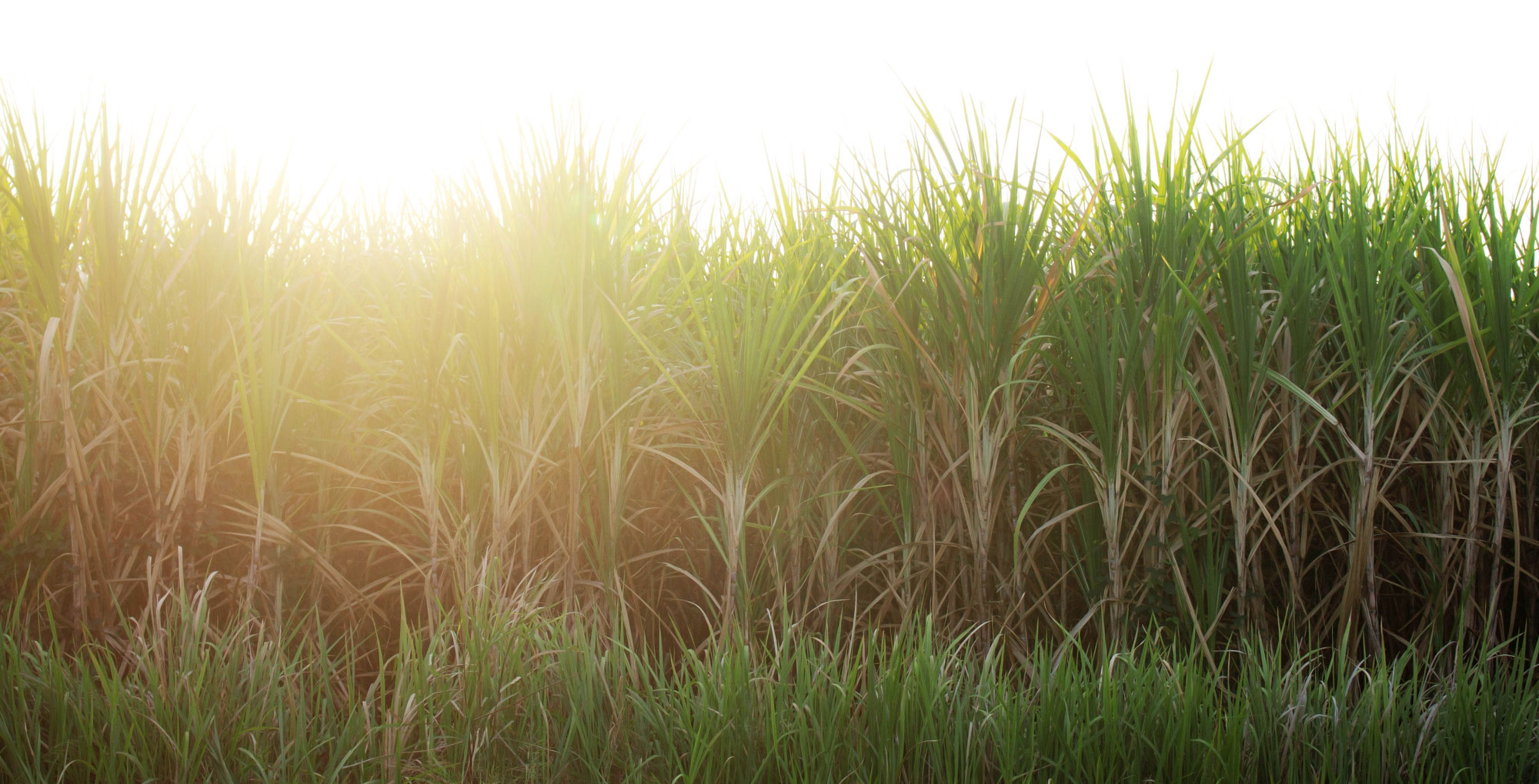 Sugarcane is one of the last major crops to be fully sequenced.