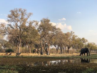 Critical natural vegetation