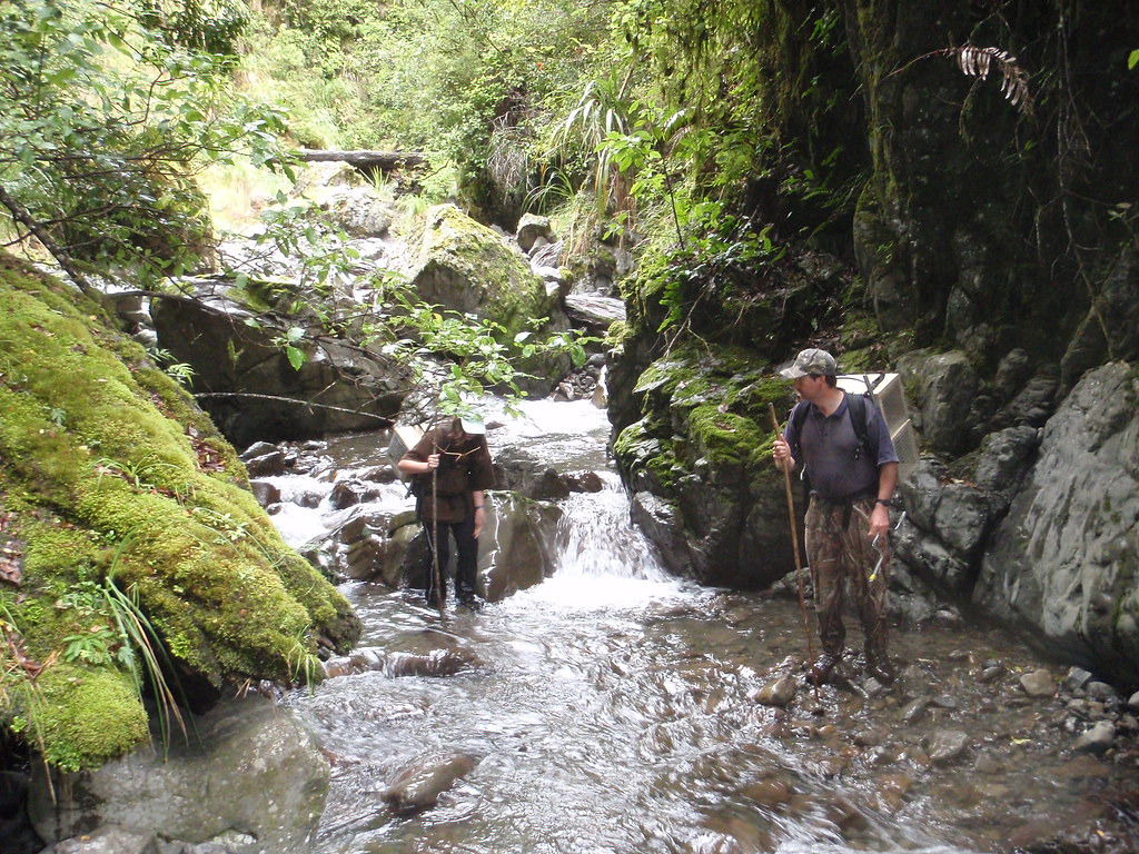 DOC volunteers for Oroua blue duck protection project - Flickr - https://www.flickr.com/photos/docnz/3816321392/
