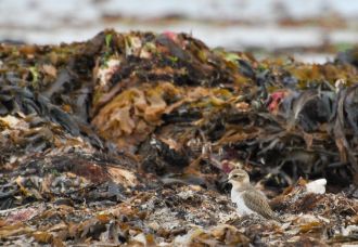 Double-banded Plover