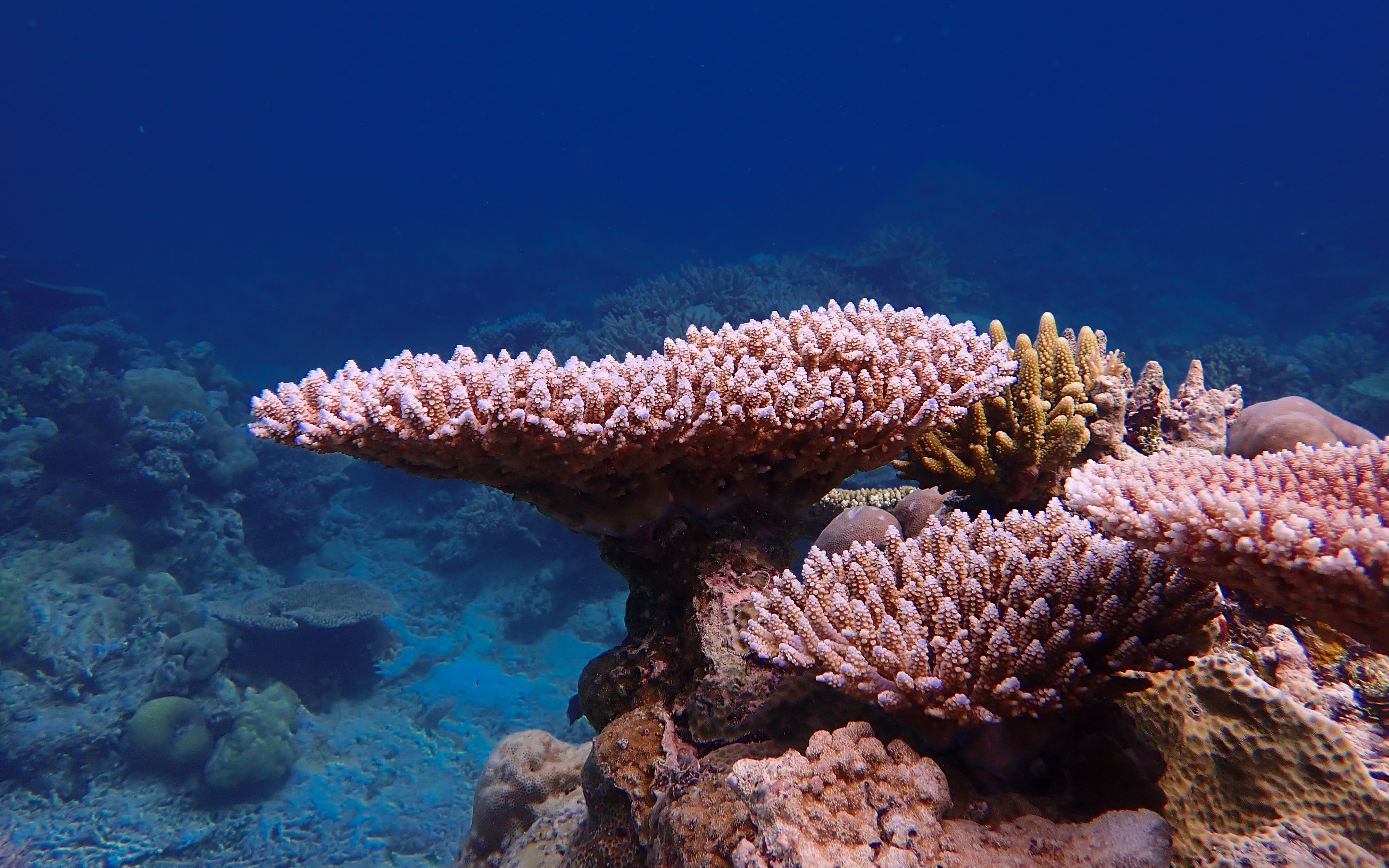 Ecologically important yet thermally sensitive corymbose Acropora corals, the focal coral taxon for this study. Image: Dr Liam Lachs