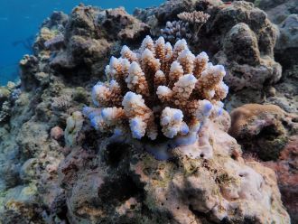 Corals