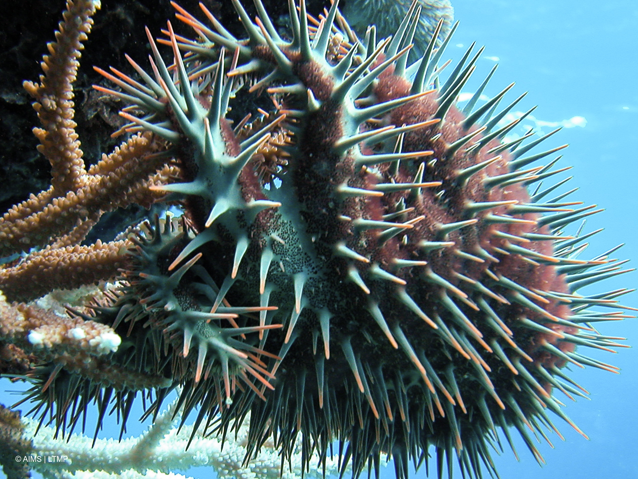 Crown-of-thorns starfish. © AIMS | LTMP