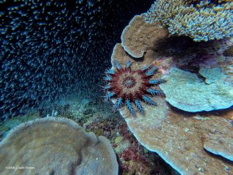 Crown-of-Thorns starfish, Swain Reefs