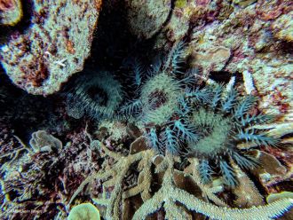Crown-of-thorns starfish | Swain reefs | southern Great Barrier Reef 