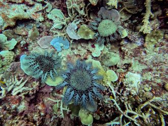 Crown-of-thorns starfish on  Swain reefs 