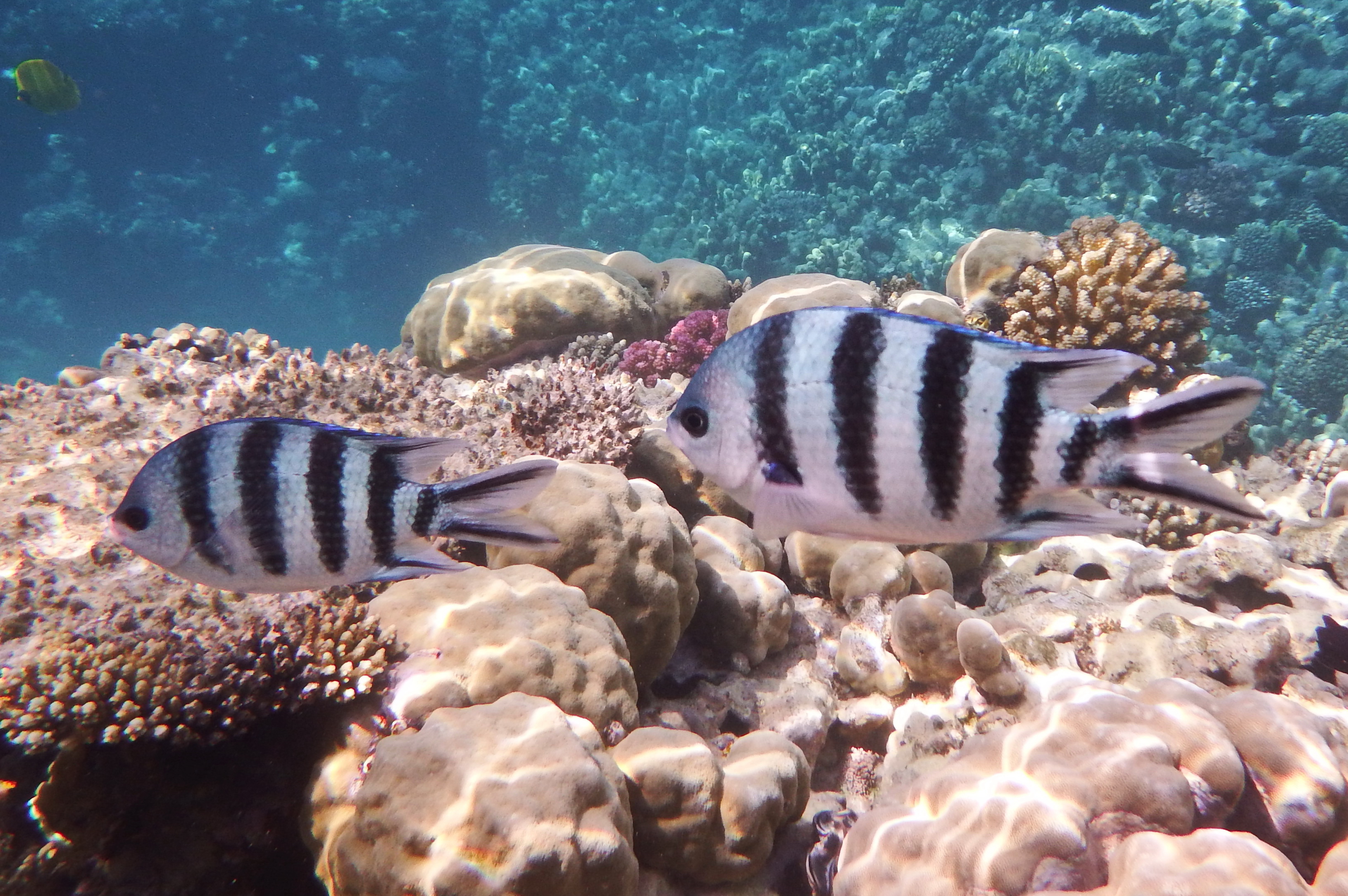 Kora27, CC BY-SA 4.0 <https://creativecommons.org/licenses/by-sa/4.0>, via Wikimedia Commons