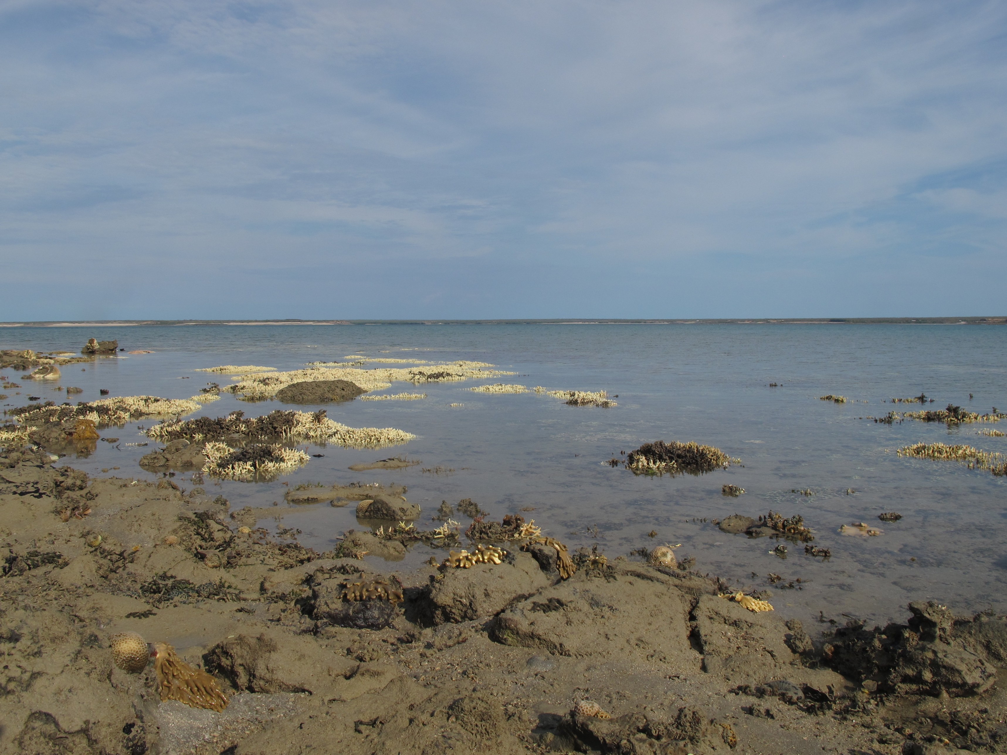 Bleached reef. Credit: Chris Cornwall