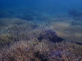 Healthy coral reef