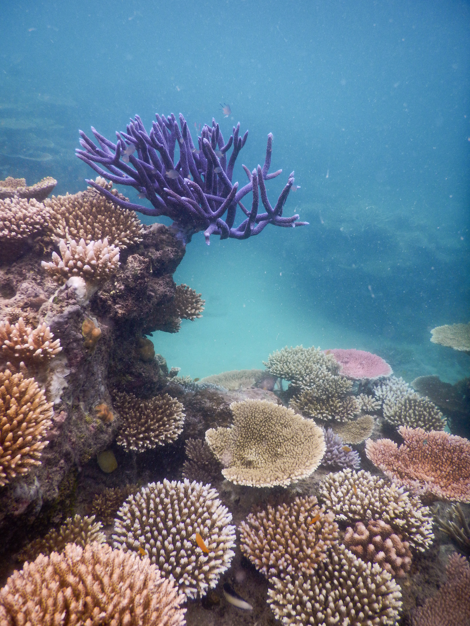 These corals, photographed at Mermaid Cove on Lizard Island, grew back naturally after storms and heat had reduced this location to little more than bare rock. But their success is delicate; the fluorescent colours hint that they are experiencing heat stress. Since this photo was taken in 2021, these corals kept growing bigger, until they were killed by high water temperatures in early 2024. This natural recovery was short-lived, but it was based on natural dynamics, not expensive, experimental, active interventions. To date there is little evidence that coral restoration and adaptation can supply as many corals as quickly or that the new corals won't suffer the same fate. Images: Research Hub for Coral Reef Ecosystem Functions.