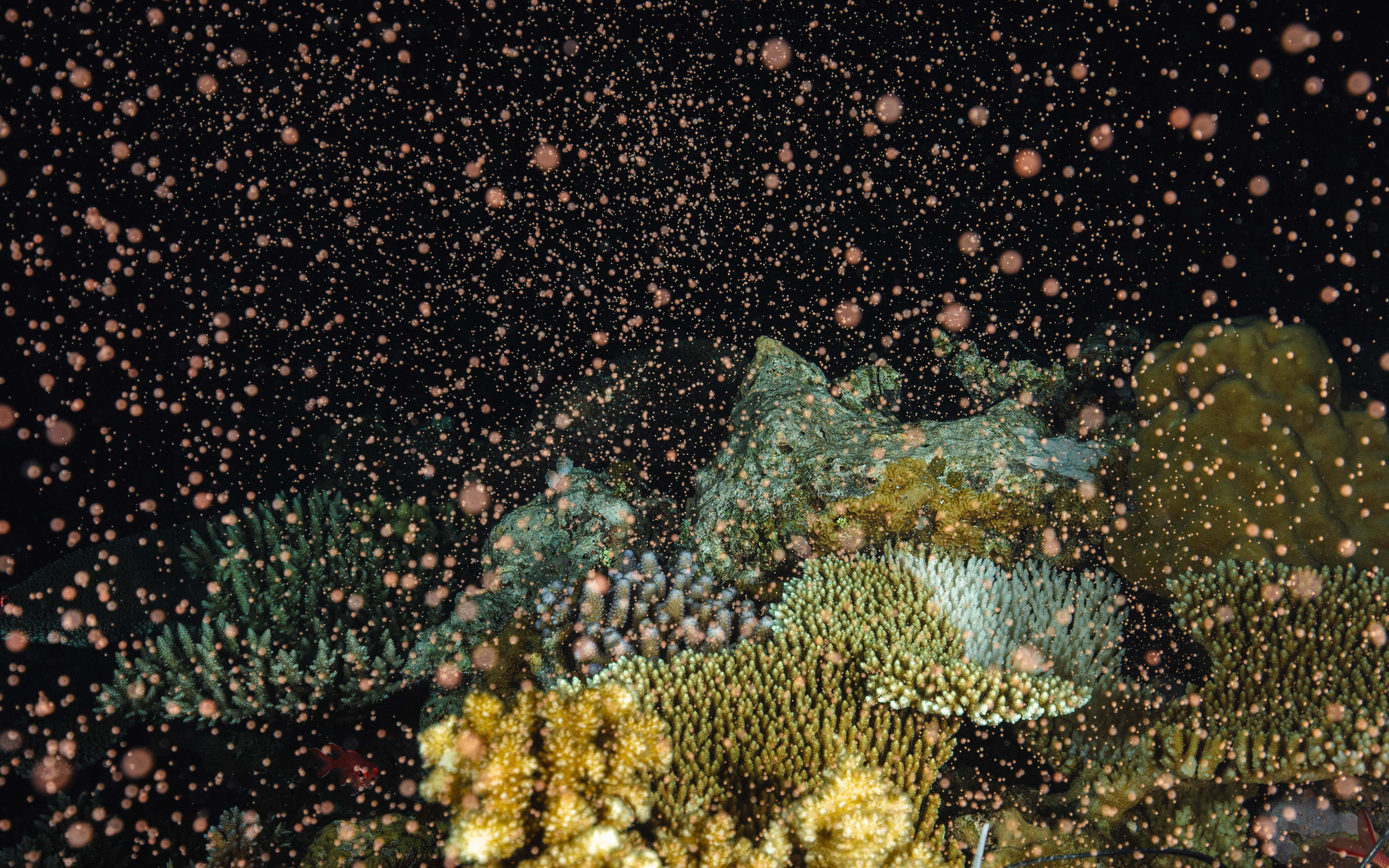 Coral spawning on a reef in Palau. Image: Peter Mumby.