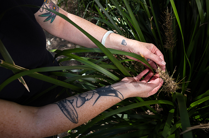 Bush medicines_credit Southern Cross University