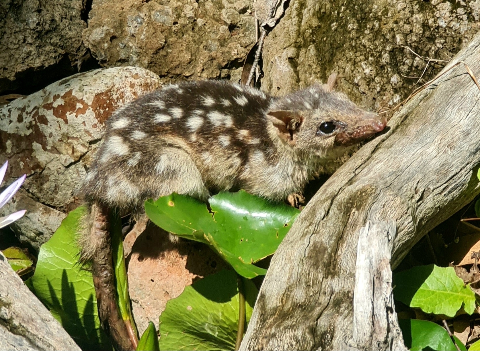 Observation © alicemareeba https://creativecommons.org/licenses/by-nc/4.0/