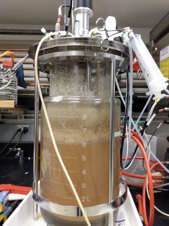 Streptomyces producing Jawsamycin 