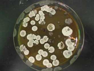 Streptomyces