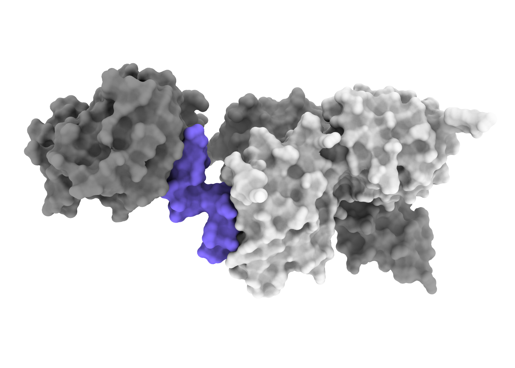 A 3D image showing how an insulin mimicking molecule (purple) interacts with part of the insulin receptor (grey) to turn in on. Once activated, the receptor directs cells to soak up glucose when the body’s sugar levels are too high. Credit: WEHI