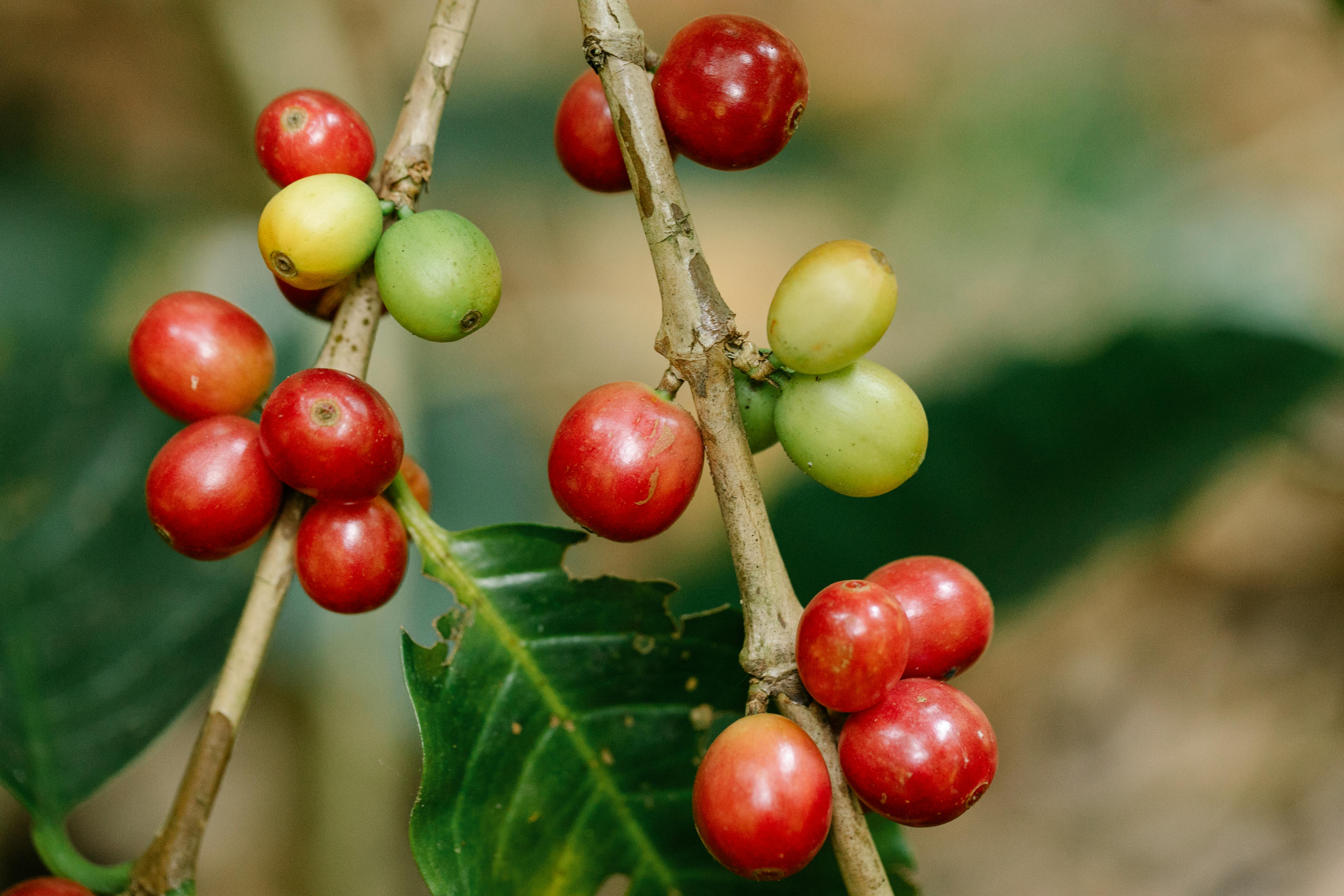 New research has identified a new and quicker method to detect infections in coffee berries. Credit: Pexels