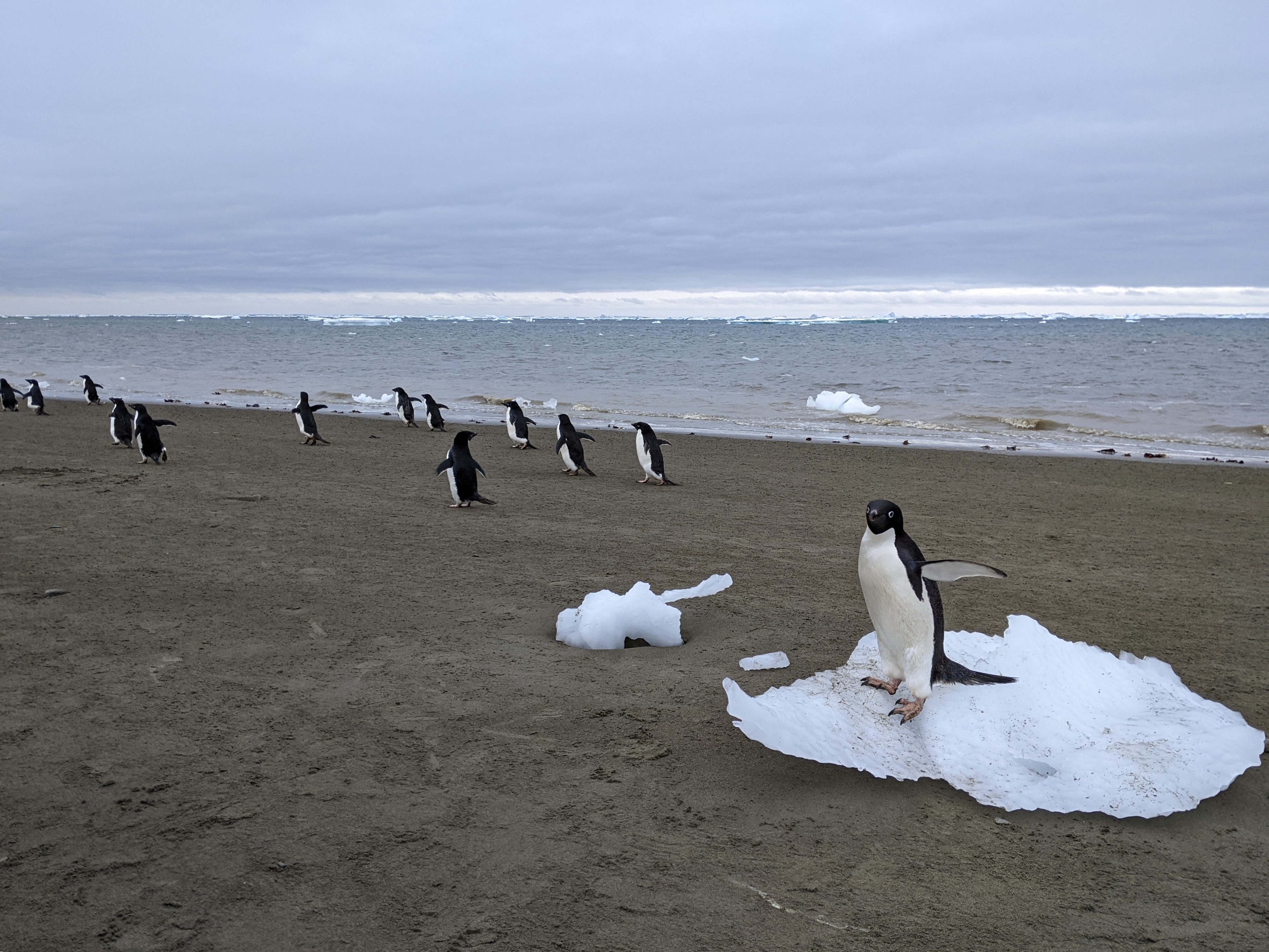 Adelie penguins walking along the Antarctic coastline. Credit: Matthew Boyer