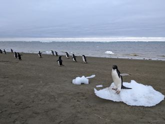 Adelie penguins walking along the Antarctic coastline