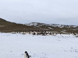 A group of Adelie penguins standing on guano-covered snow