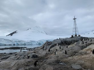 Gentoo penguins. Note that these are not the species studied in the paper.