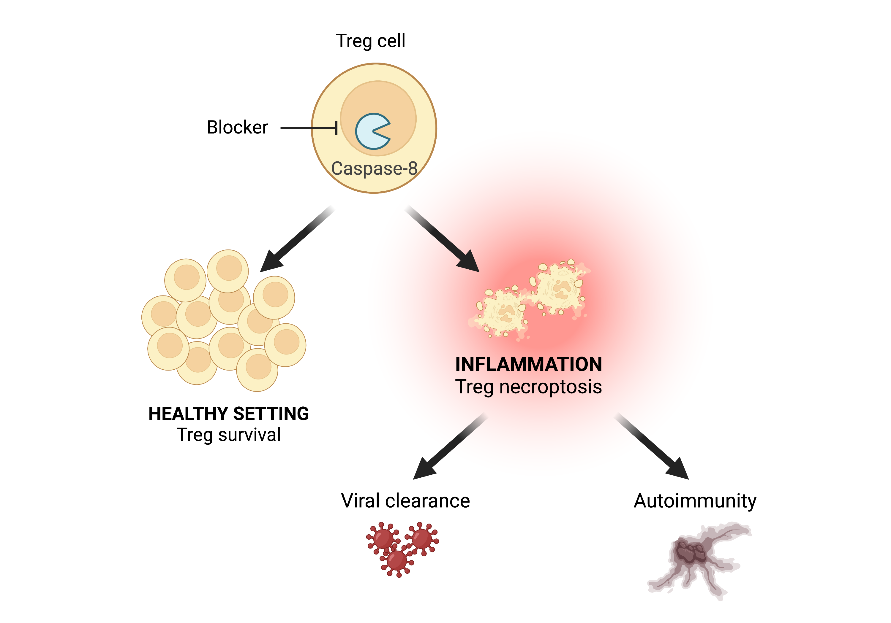 In a healthy setting, blocking the enzyme caspase-8 results in Treg cell accumulation. But under inflammatory conditions, blocking caspase-8 triggers Treg cell death, which leads to enhanced viral clearance or autoimmunity if the cell death is excessive. Image created with BioRender.com. Credit: WEHI