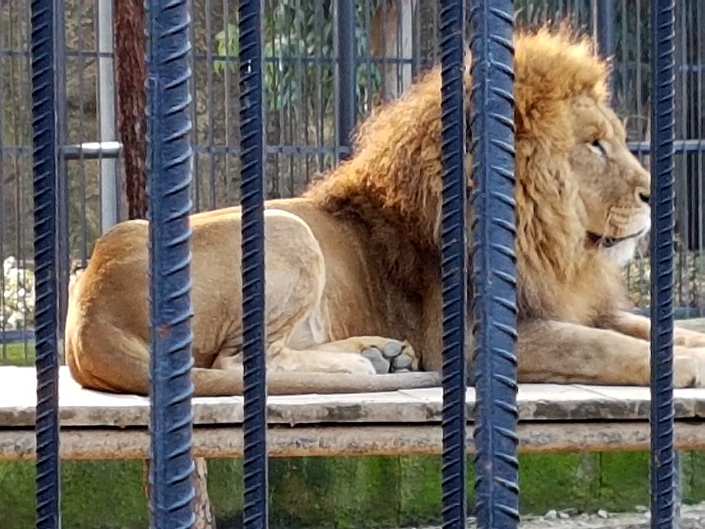 Male_lion_in_Tarsus_zoo By Nedim Ardoğa - Own work, CC BY-SA 4.0