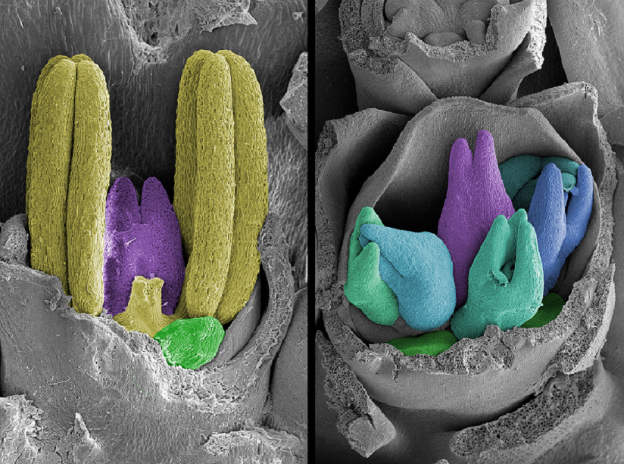 A normal barley flower compared to the flower of a mutant barley variety, which could hold the key to increasing yields. Credit: Dr Caterina Selva