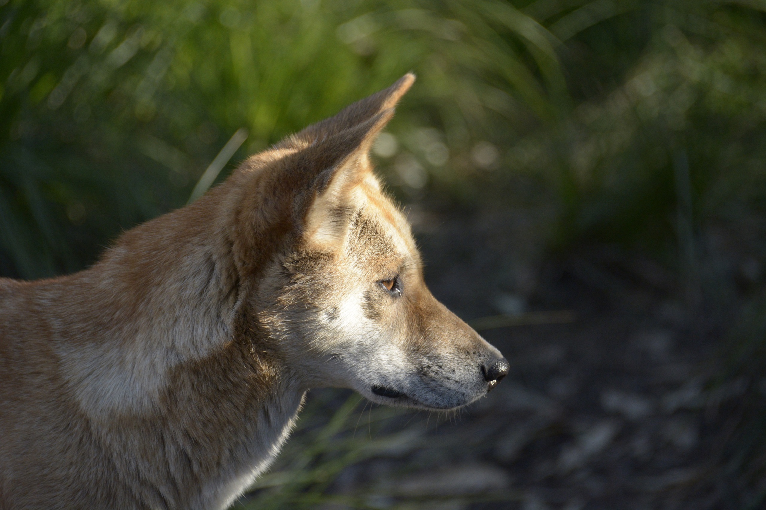 Sandy Maliki, Desert Dingo
