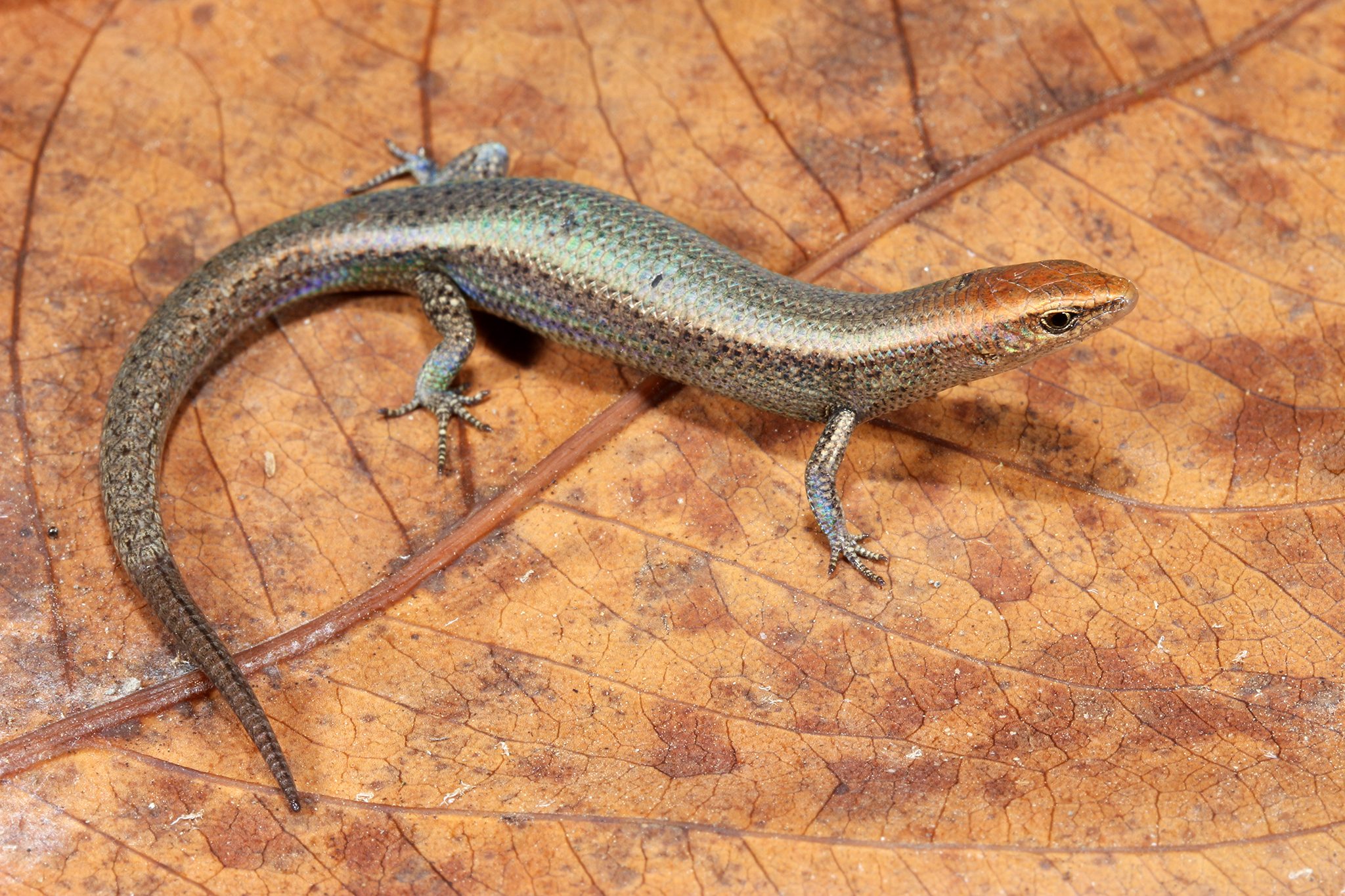 Lygisaurus laevis (Rainforest edge litter skink) Image: Anders Zimny 