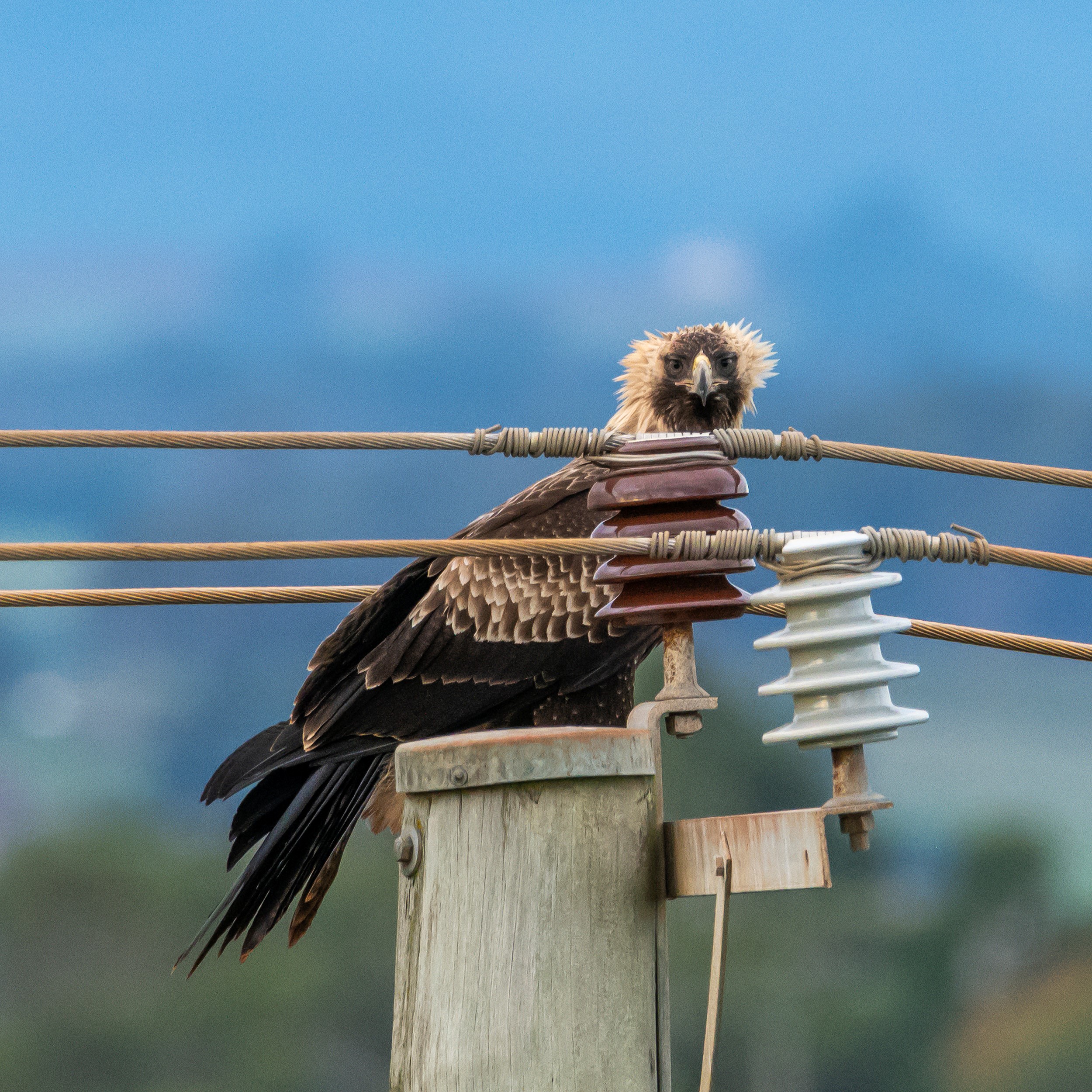 Wedge-tailed eagle in Forth, Tasmania. Image: Dean Hohn