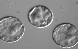 Embryos developing into blastocytes