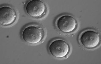 Sign of successful in vitro fertilisation