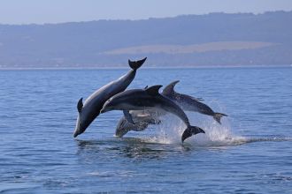 Burrunan dolphins