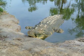 Crocodile at farm