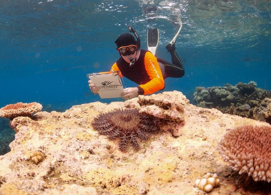 Crown-of-thorns starfish control program staff undertake reconnaissance surveys to identify locations of crown-of-thorns starfish and monitor reef health. ©Commonwealth of Australia (Reef Authority), CC-BY 4.0 (https://creativecommons.org/licenses/by/4.0/)