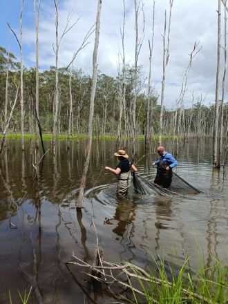 Researchers studying freshwater turtles